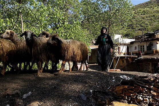 روستای گویله مریوان