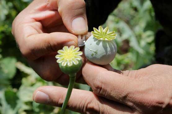 شناسایی دومین باغچه کاشت خشخاش در روستای تبادکان