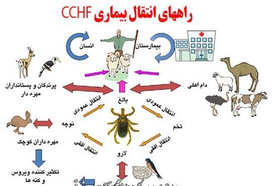 آخرین اطلاعات در مورد تب کریمه کنگو