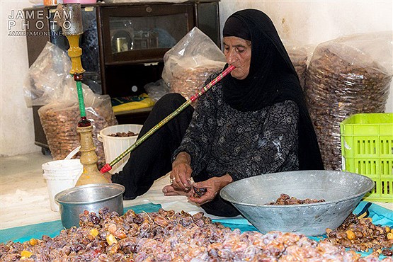 برداشت خرما از نخلستانهای استان بوشهر