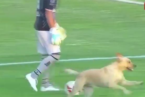 لحظات جالب ورود حیوانات به زمین فوتبال