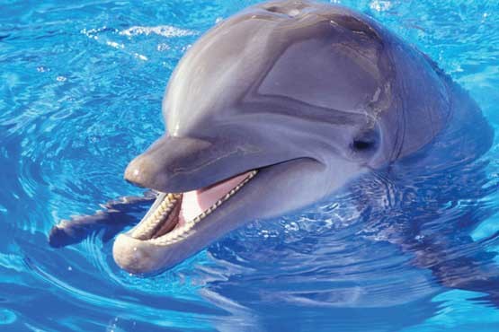 فیلم | حمله به تماشاچی در نمایش دلفین ها! فیلم | حمله به تماشاچی در نمایش دلفین ها!