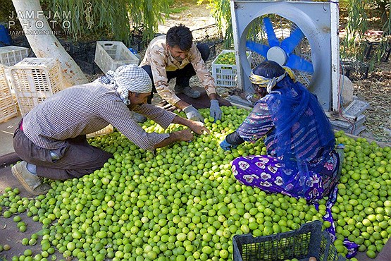 برداشت لیمو از مزارع شهرستان دشتی