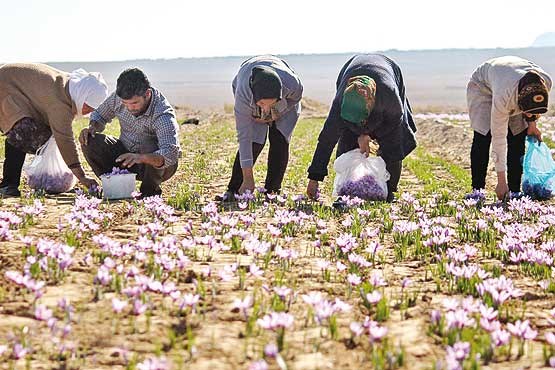 زعفران خراسان، چشم انتظار ساماندهی