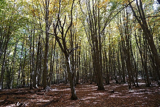 الیمستان منطقه‌ای جنگلی آمل