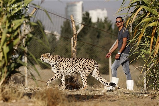 یوزپلنگ ایرانی