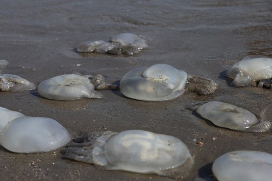 رمز و راز مرگ دسته جمعی "عروس ها" در جنوب ایران