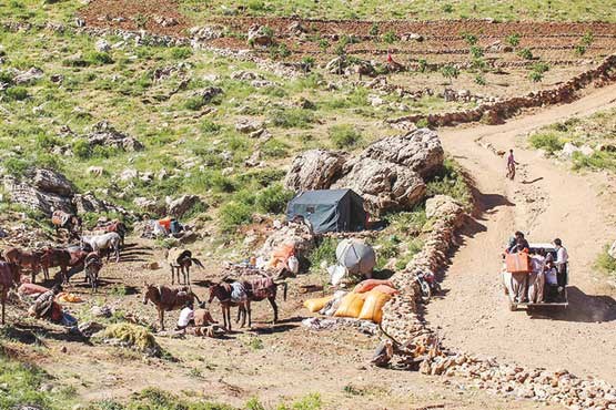 سلامت کولبران درمعرض خطر جدی است