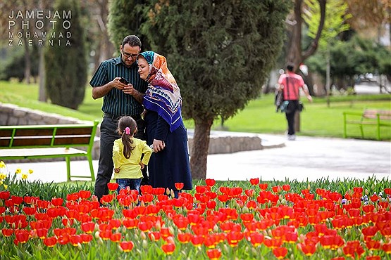 رویش لاله ها در بوستان ملت مشهد