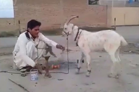 به این بز میگن سلطان تعادل +فیلم