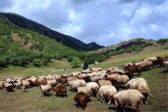 هشت مصدوم به خاطر «چرای دام»!