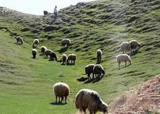 جلوگیری از خروج محموله دام غیر مجاز در شهرستان لردگان