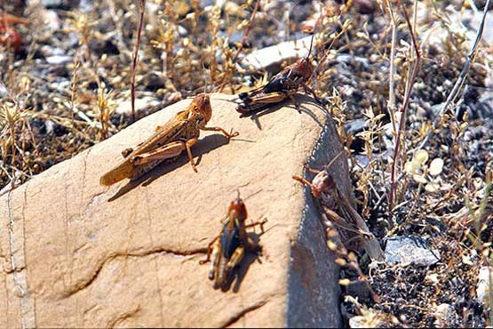 مبارزه با ملخ‌های بومی ٣٢٤ هکتار از مزارع لرستان