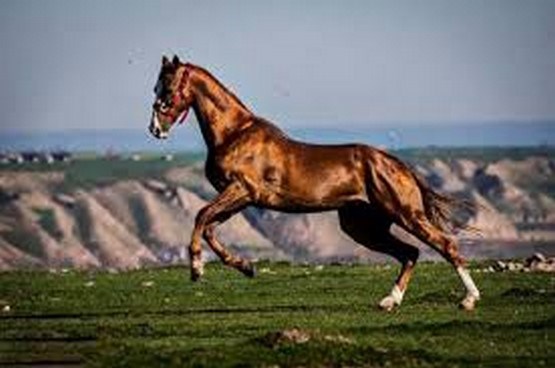 آغاز دوره مربیگری " اسبان اصیل ایرانی" در چهارمحال و بختیاری آغاز دوره مربیگری " اسبان اصیل ایرانی" در چهارمحال و بختیاری
