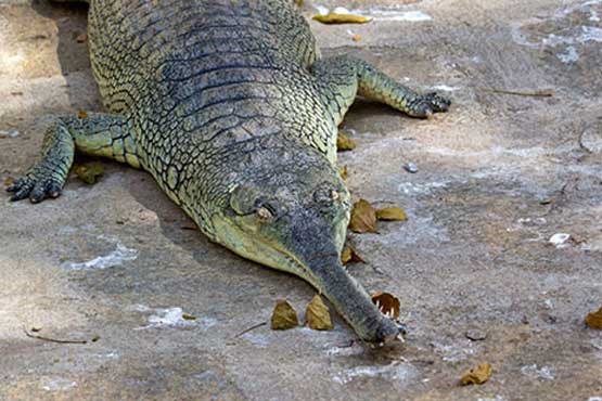 عجیب‌ترین حیوانات جهان +عکس