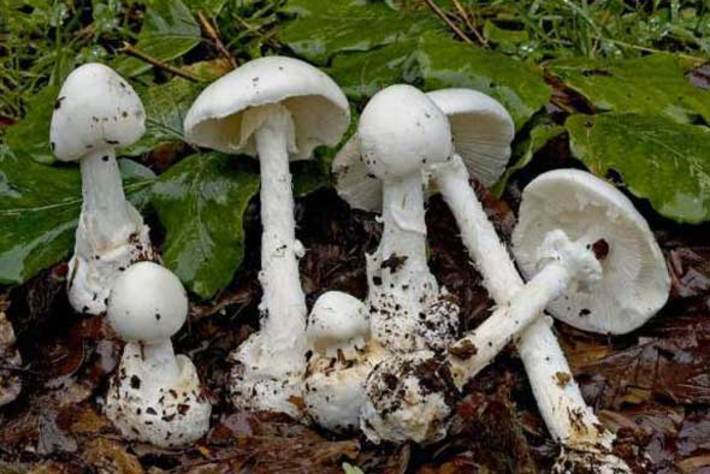 شناسایی قارچ‌های غیرخوراکی معیار دقیقی ندارد و توسط افراد عادی و غیرمتخصص تقریبا غیرممکن است.