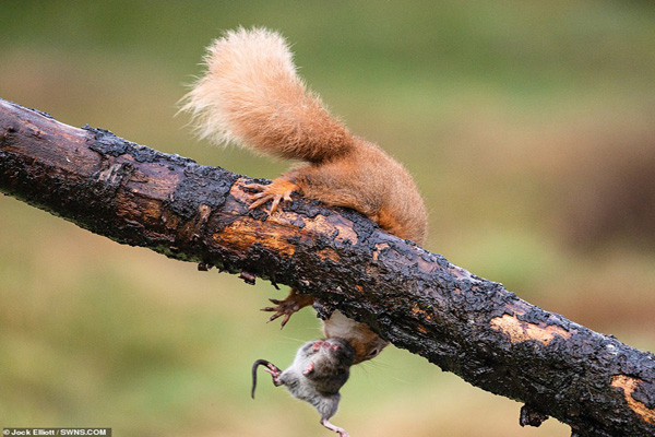 عکس برگزیده حیات وحش ؛ سنجاب قاتل