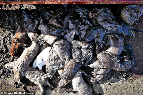 پدیده عجیب و دردسرساز در دانمارک (تصاویر)