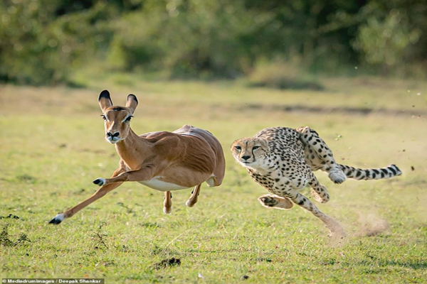 بی رحمانه ترین عکس های حیات وحش در سال 2020 (گزارش تصویری) بی رحمانه ترین عکس های حیات وحش در سال 2020 (گزارش تصویری)