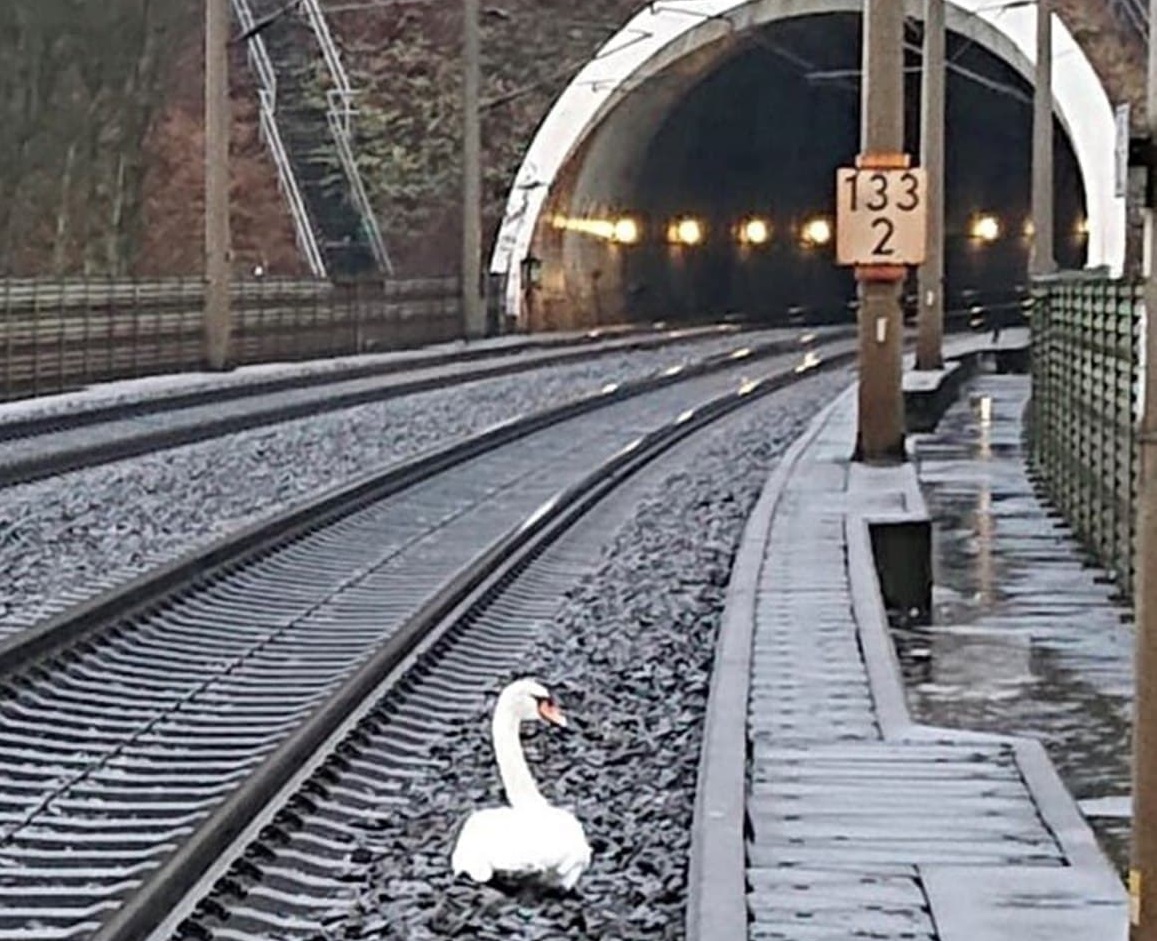 سوگواری قوی وفادار، حرکت ۲۳ قطار را در آلمان به تعویق انداخت