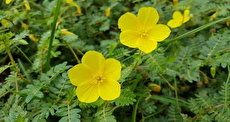 خواص دارویی خارخاسک