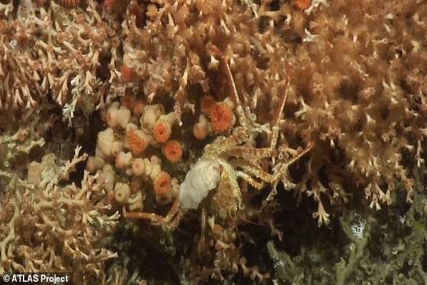 گونه های شگفت انگیز جانوری که به تازگی کشف شده اند (گزارش تصویری) گونه های شگفت انگیز جانوری که به تازگی کشف شده اند (گزارش تصویری)