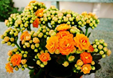 روش نگهداری گیاه کالانکوئه ، کاکتوس گلدار زیبا
