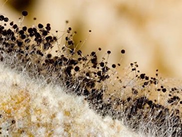 چگونه از ایجاد کپک جلوگیری کنیم؟