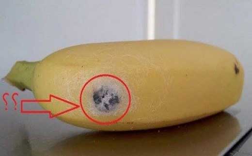 مصرف این موز شما را می کشد! (+عکس) مصرف این موز شما را می کشد! (+عکس)