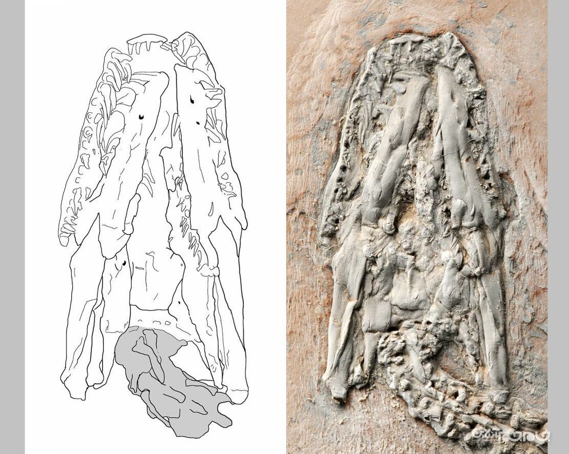 کشف قدیمی ترین فسیل مار پیتون+عکس