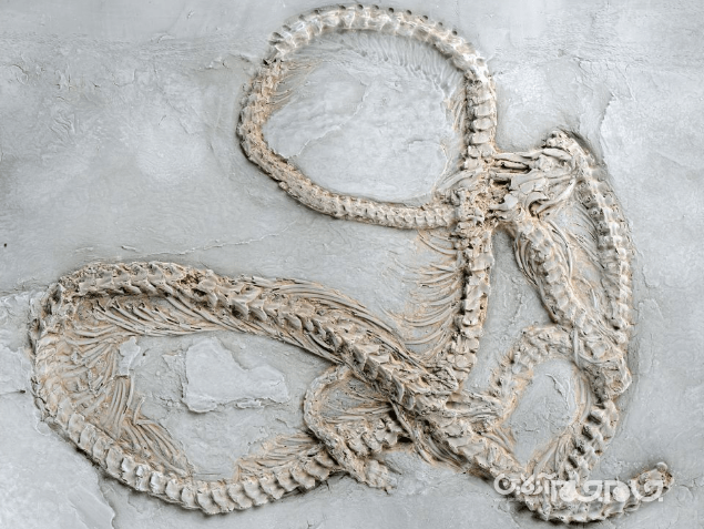 کشف قدیمی ترین فسیل مار پیتون+عکس