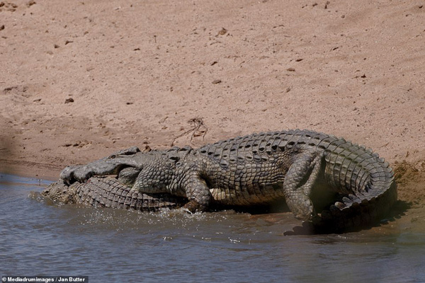 وقتی تمساح یک تمساح دیگر را می خورد (تصاویر) وقتی تمساح یک تمساح دیگر را می خورد (تصاویر)