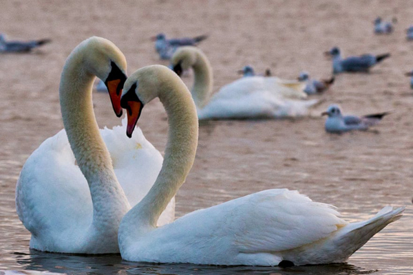 تصاویر برگزیده حیات وحش در هفته اخیر از دریچه لنز عکاسان آماتور