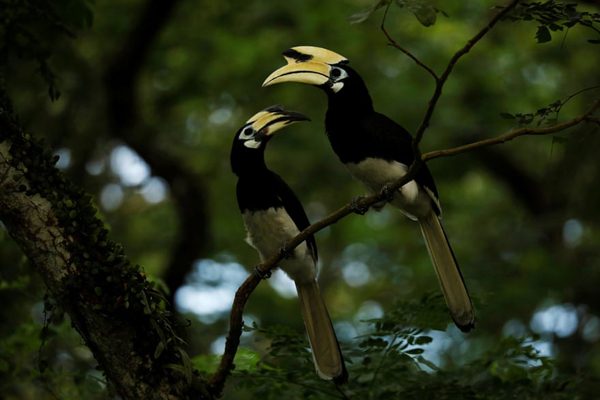 تصاویر برگزیده حیات وحش در هفته اخیر از دریچه لنز عکاسان آماتور