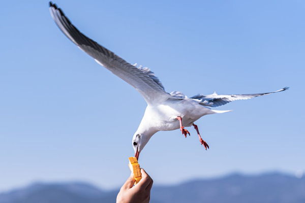 تصاویر برگزیده حیات وحش در هفته اخیر از دریچه لنز عکاسان آماتور