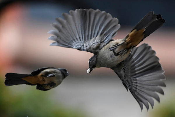 تصاویر برگزیده حیات وحش در هفته اخیر از دریچه لنز عکاسان آماتور