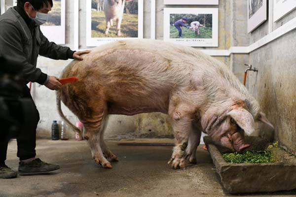 یک خوک مشهور / بیروت در آستانه قرنطینه (تصاویر) یک خوک مشهور / بیروت در آستانه قرنطینه (تصاویر)