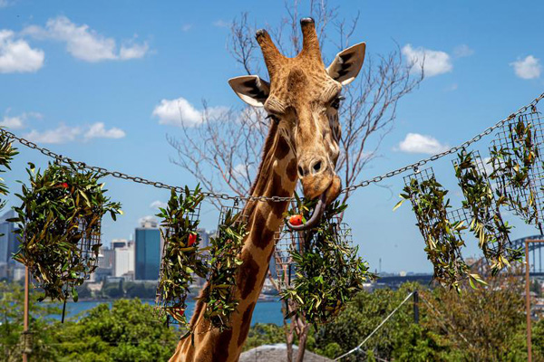 عذرخواهی نخست وزیری که ماسک نزد / صف پر کردن کپسول اکسیژن برای بیماران کرونایی (تصاویر)