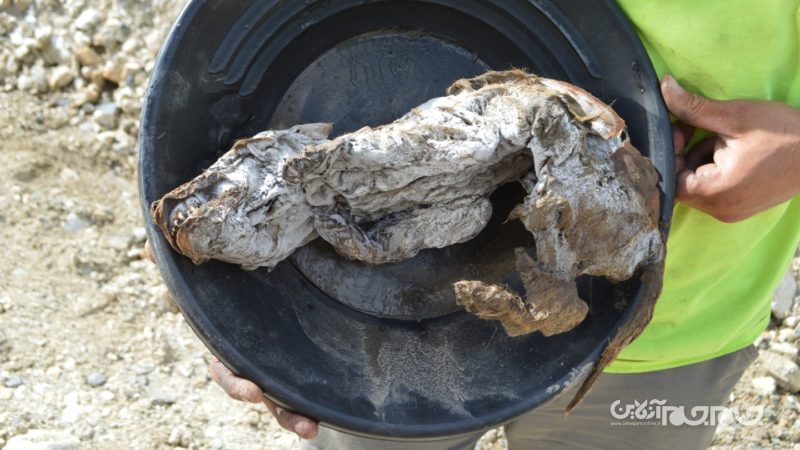 کشف سالم ترین مومیایی گرگ با ۵۷ هزار سال قدمت در کانادا+عکس