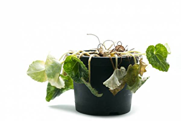 علت هر مدل پژمرده شدن گیاهان آپارتمانی چیست؟