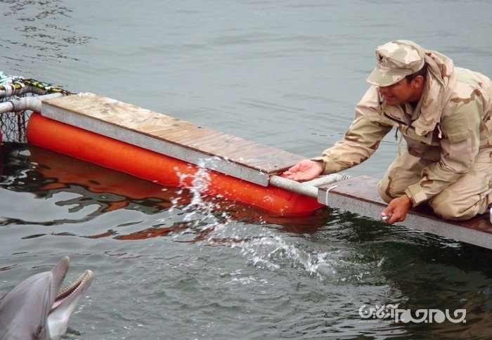 گزارش ماهواره ای از آموزش دلفین های کامی کازه توسط کره شمالی!+عکس