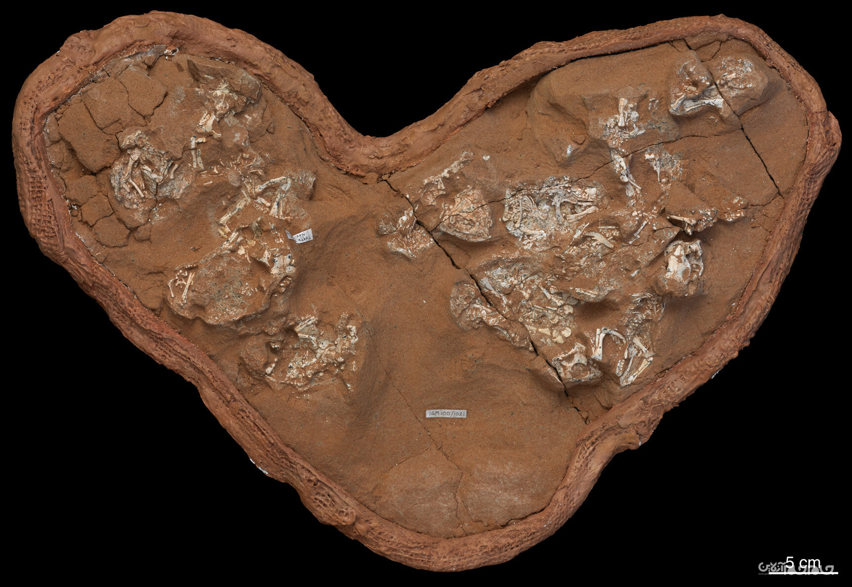 ۱۰ کشف جالب دانشمندان درباره دایناسورها در سال ۲۰۲۰+عکس