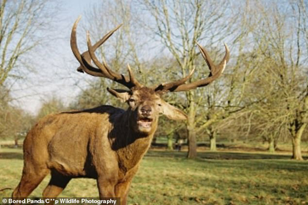 شکار لحظه های حیات وحش به دست آماتورها (گزارش تصویری)