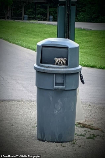 شکار لحظه های حیات وحش به دست آماتورها (گزارش تصویری)