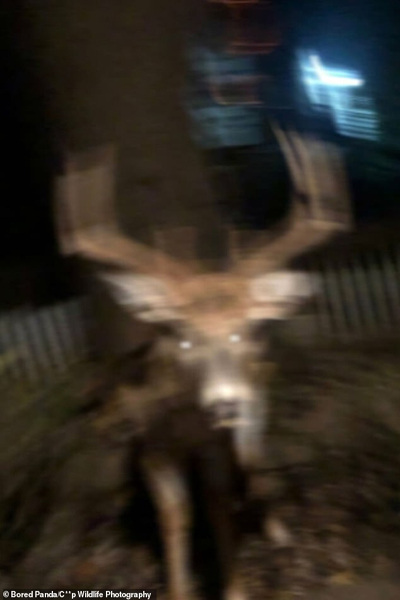 شکار لحظه های حیات وحش به دست آماتورها (گزارش تصویری)