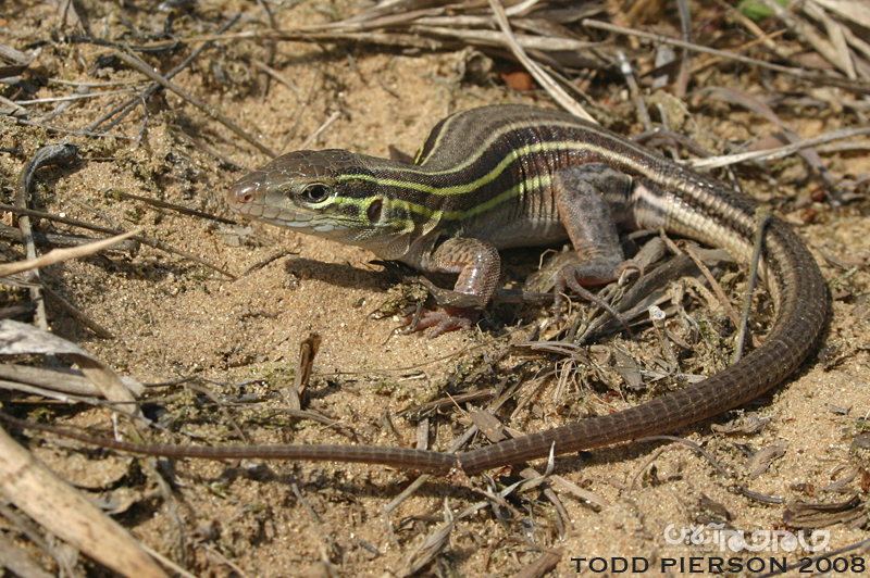 علت تولیدمثل ماده‌های برخی گونه‌ها بدون نر+عکس