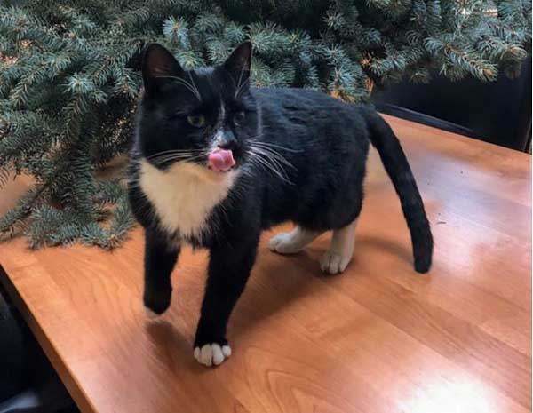 گربه ای که معاون وزیر شد! (+تصاویر) گربه ای که معاون وزیر شد! (+تصاویر)