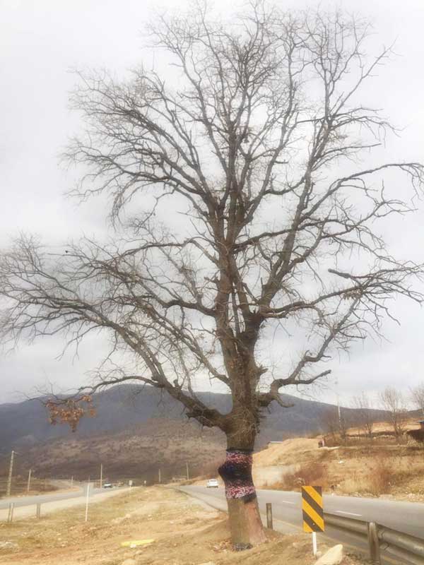 ویردار ایستاده مرده‌ است (+تصاویر)