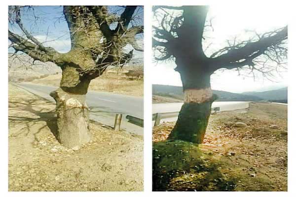 ویردار ایستاده مرده‌ است (+تصاویر)