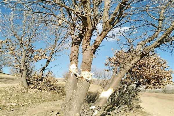 ویردار ایستاده مرده‌ است (+تصاویر)